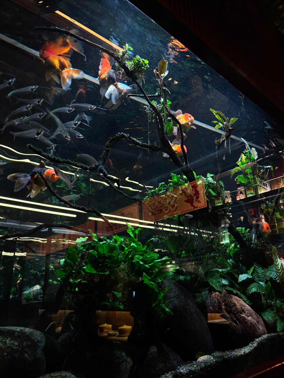 La pecera de Tony Wu, en Villa Crespo, con peces de colores entre ramas y plantas, y detrás el salón, la barra y los carteles con el gallo rojo